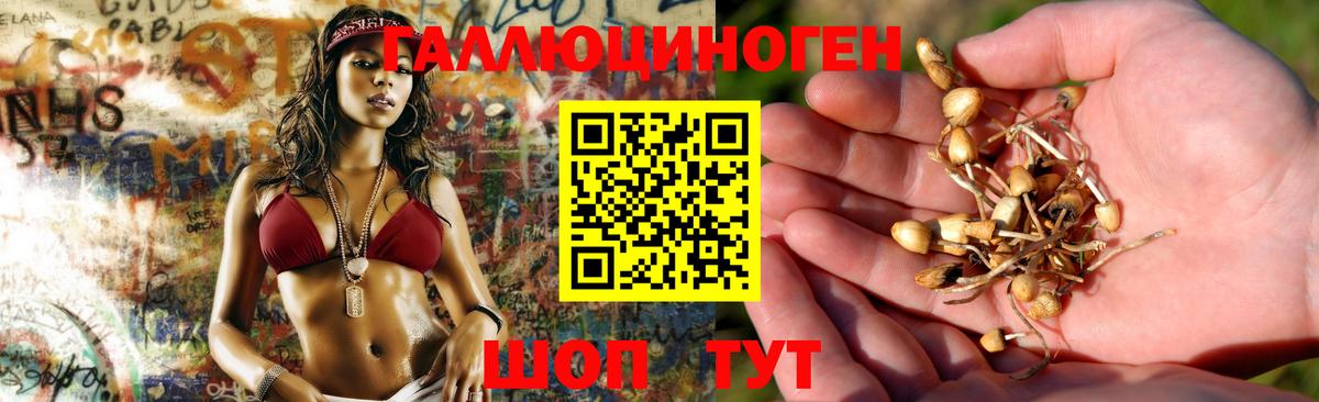 Кизляр  Псилоцибиновые грибы GOLDEN TEACHER  Вход с VPN 